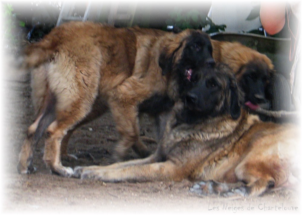 Les premiers jours des bébés leonberg Coquelicot des Neiges de Chantelouve