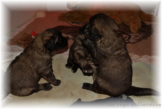 Les premiers jours des bébés leonberg Coquelicot des Neiges de Chantelouve