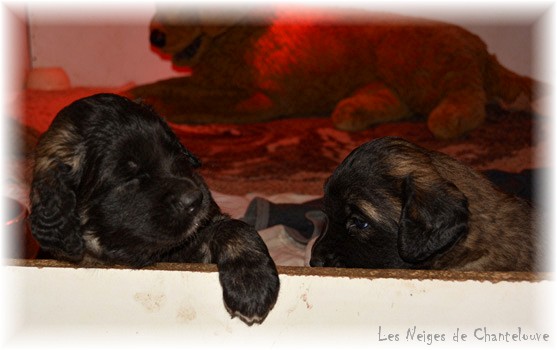 Les premiers jours des bébés leonberg Coquelicot des Neiges de Chantelouve