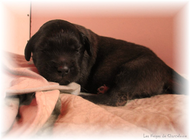 Les premiers jours des bébés leonberg Coquelicot des Neiges de Chantelouve