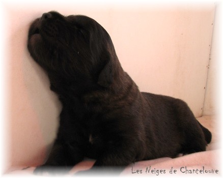 Les premiers jours des bébés leonberg Coquelicot des Neiges de Chantelouve