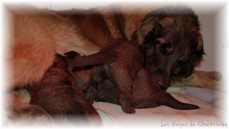 Les premiers jours des bébés leonberg Coquelicot des Neiges de Chantelouve