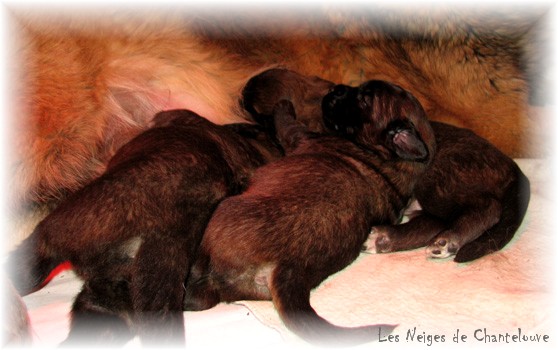 Les premiers jours des bébés leonberg Coquelicot des Neiges de Chantelouve