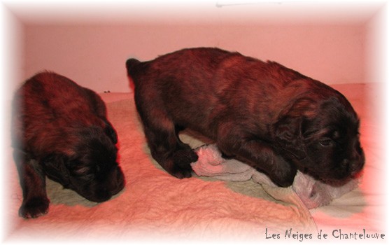 Les premiers jours des bébés leonberg Coquelicot des Neiges de Chantelouve