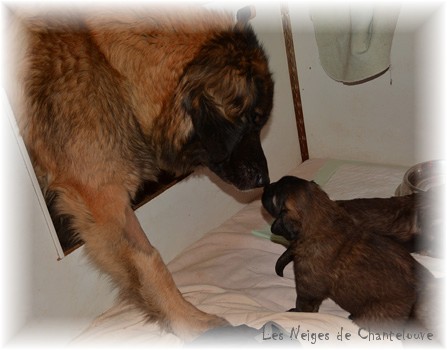 Les premiers jours des bébés leonberg Coquelicot des Neiges de Chantelouve