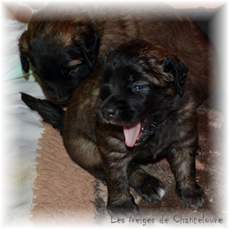 Les premiers jours des bébés leonberg Coquelicot des Neiges de Chantelouve