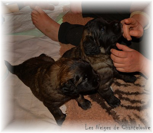 Les premiers jours des bébés leonberg Coquelicot des Neiges de Chantelouve