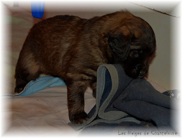 Les premiers jours des bébés leonberg Coquelicot des Neiges de Chantelouve