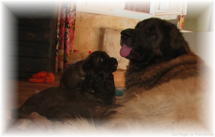 Les premiers jours des bébés leonberg Coquelicot des Neiges de Chantelouve