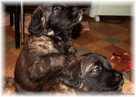 Les premiers jours des bébés leonberg Coquelicot des Neiges de Chantelouve