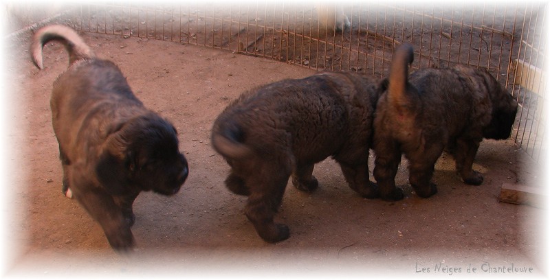 Les premiers jours des bébés leonberg Coquelicot des Neiges de Chantelouve