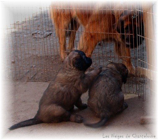 Les premiers jours des bébés leonberg Coquelicot des Neiges de Chantelouve