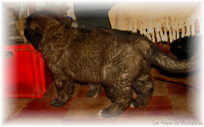 Les premiers jours des bébés leonberg Coquelicot des Neiges de Chantelouve