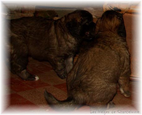 Les premiers jours des bébés leonberg Coquelicot des Neiges de Chantelouve