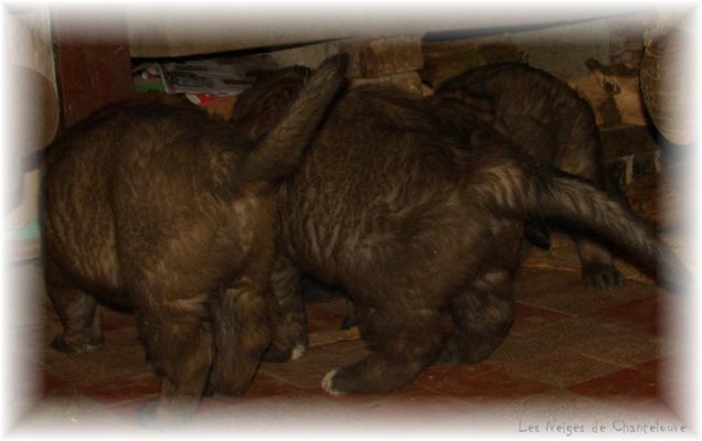 Les premiers jours des bébés leonberg Coquelicot des Neiges de Chantelouve