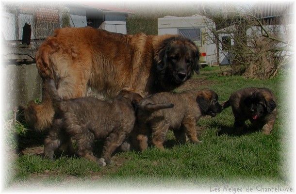 Les premiers jours des bébés leonberg Coquelicot des Neiges de Chantelouve