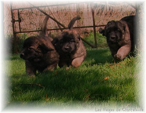 Les premiers jours des bébés leonberg Coquelicot des Neiges de Chantelouve