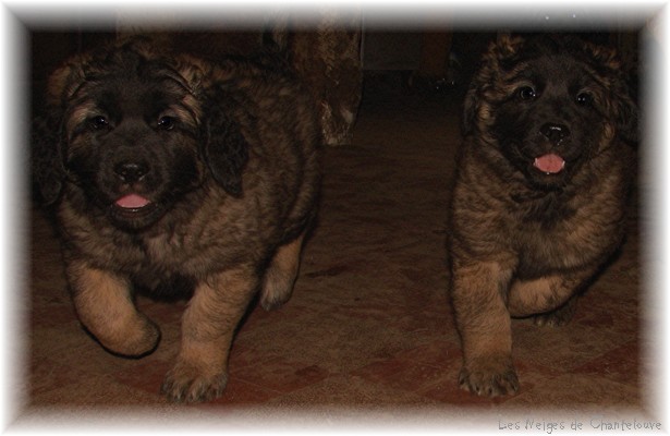 Les premiers jours des bébés leonberg Coquelicot des Neiges de Chantelouve