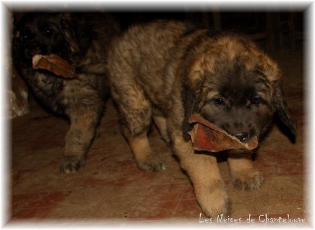 Les premiers jours des bébés leonberg Coquelicot des Neiges de Chantelouve