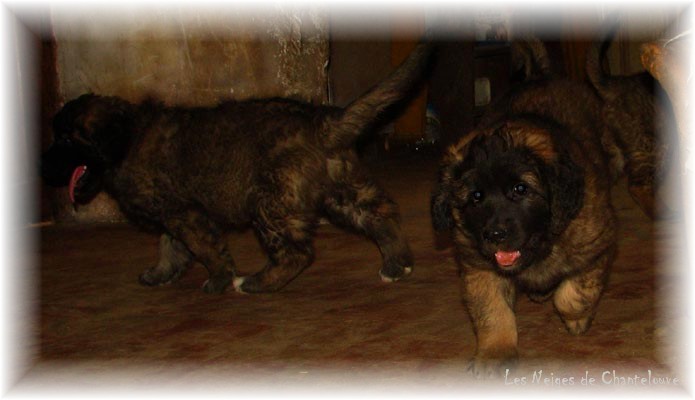 Les premiers jours des bébés leonberg Coquelicot des Neiges de Chantelouve