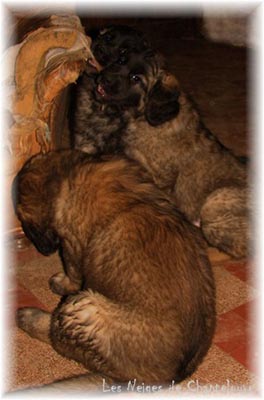 Les premiers jours des bébés leonberg Coquelicot des Neiges de Chantelouve