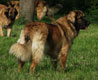 Notre Leonberg, Eugénie des Lions du Duc de Normandie