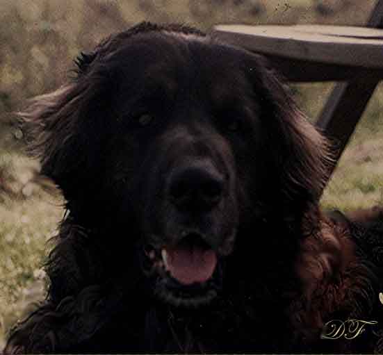 Leonberger Fantin du Clos-Montfort