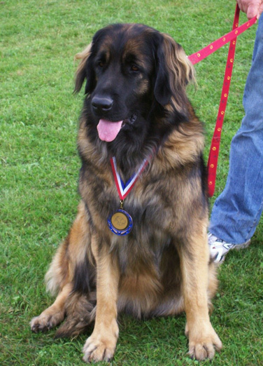 Les expositions canines d'Agla-Floral, leonberg des Neiges de Chantelouve