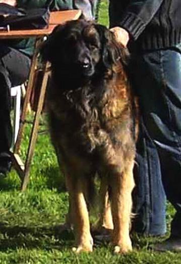 Les expositions canines d'Agla-Floral, leonberg des Neiges de Chantelouve