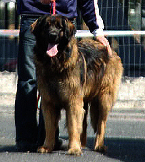 Les expositions canines d'Agla-Floral, leonberg des Neiges de Chantelouve