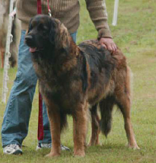 Les expositions canines d'Agla-Floral, leonberg des Neiges de Chantelouve