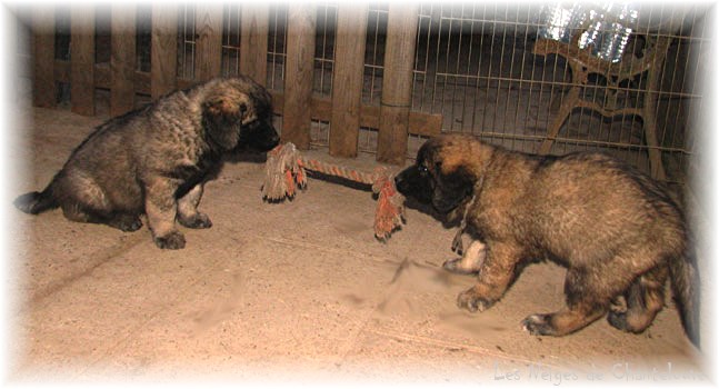 Leonberger Frimaire des Neiges de Chantelouve