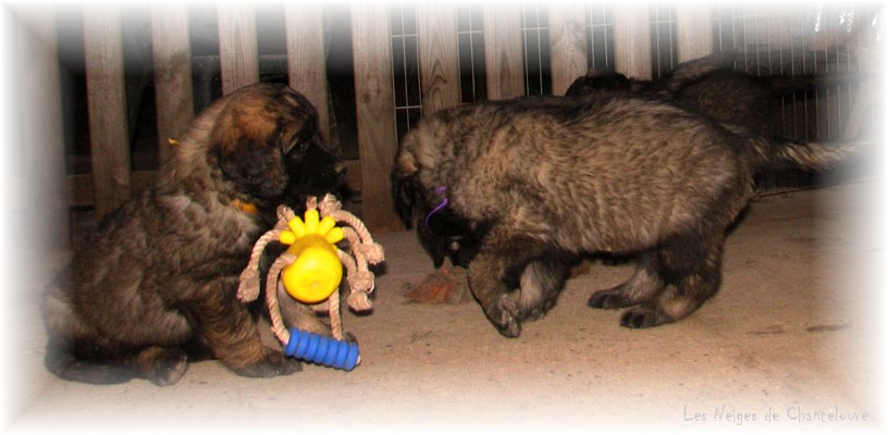 Leonberger Frimaire des Neiges de Chantelouve