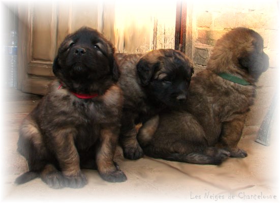 Leonberger Frimaire des Neiges de Chantelouve