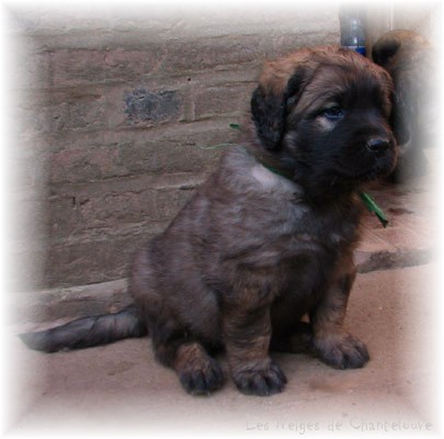 Leonberger Frimaire des Neiges de Chantelouve