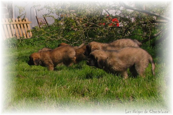 Leonberger Frimaire des Neiges de Chantelouve