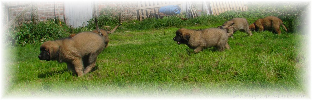 Leonberger Frimaire des Neiges de Chantelouve