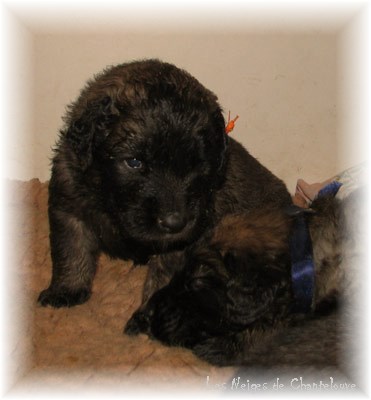 Leonberger Frimaire des Neiges de Chantelouve