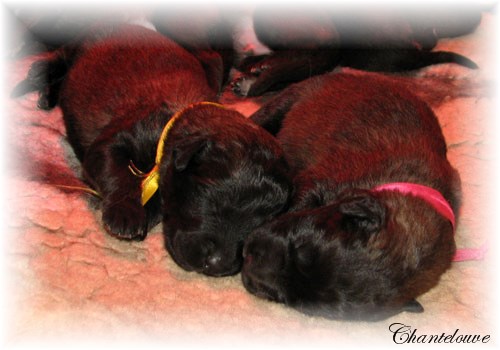 Leonberger Frimaire des Neiges de Chantelouve