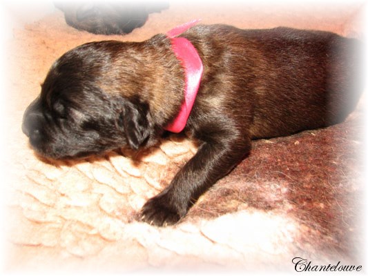 Leonberger Frimaire des Neiges de Chantelouve