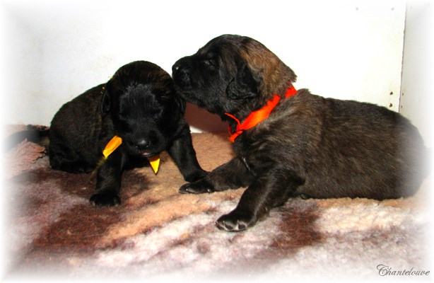 Leonberger Frimaire des Neiges de Chantelouve