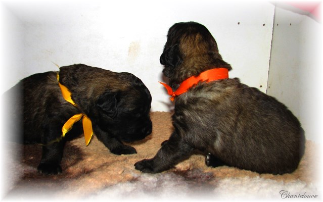 Leonberger Frimaire des Neiges de Chantelouve