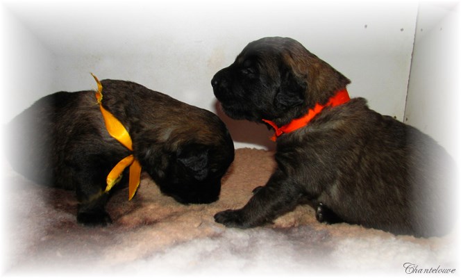 Leonberger Frimaire des Neiges de Chantelouve