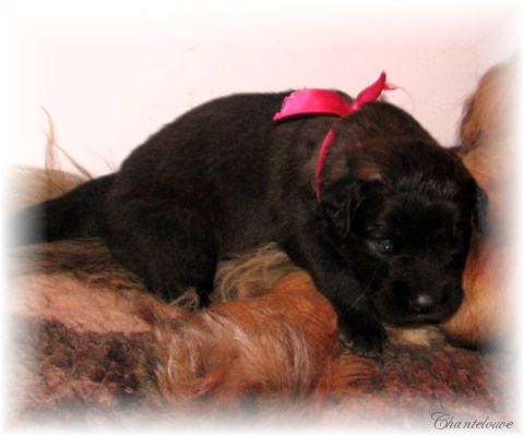 Leonberger Frimaire des Neiges de Chantelouve