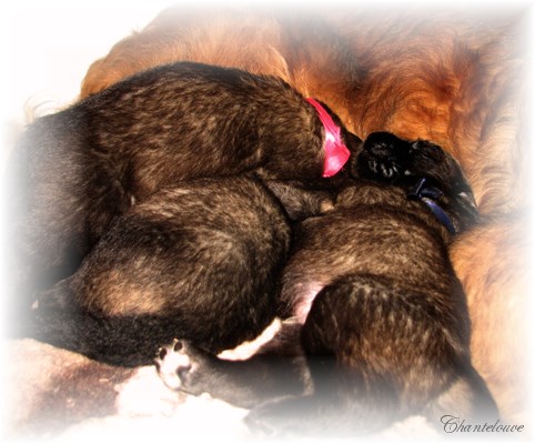 Leonberger Frimaire des Neiges de Chantelouve