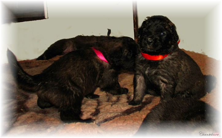 Leonberger Frimaire des Neiges de Chantelouve