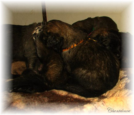 Leonberger Frimaire des Neiges de Chantelouve