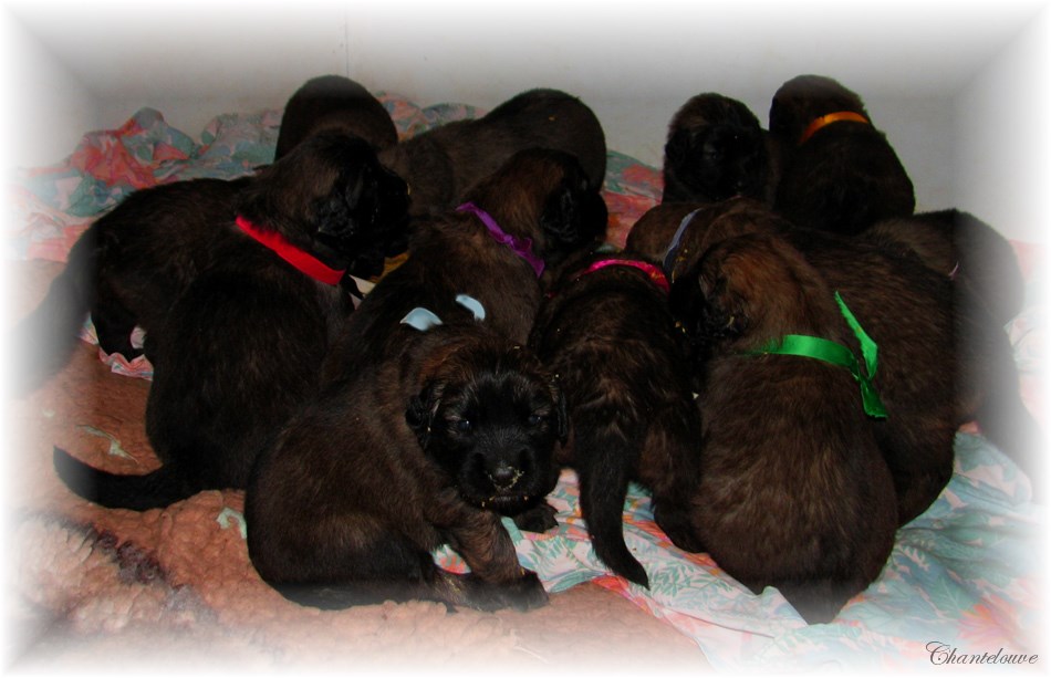 Leonberger Frimaire des Neiges de Chantelouve