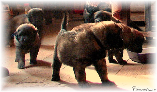 Leonberger Frimaire des Neiges de Chantelouve