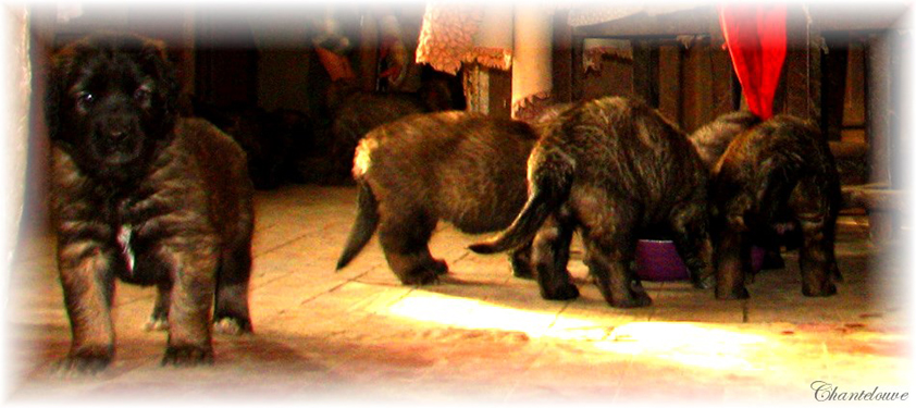 Leonberger Frimaire des Neiges de Chantelouve